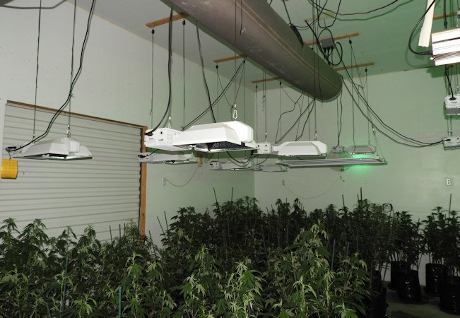 Illegal marijuana grow DCSO 4-17-2