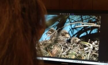 A community rallied around an eaglet over the weekend after it fell more than 100 feet out of its nest in Sacramento County.