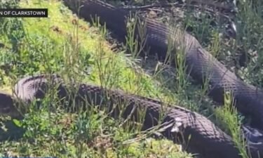 A large snake has been spotted in a Rockland County lake and it is getting lots of attention from residents.