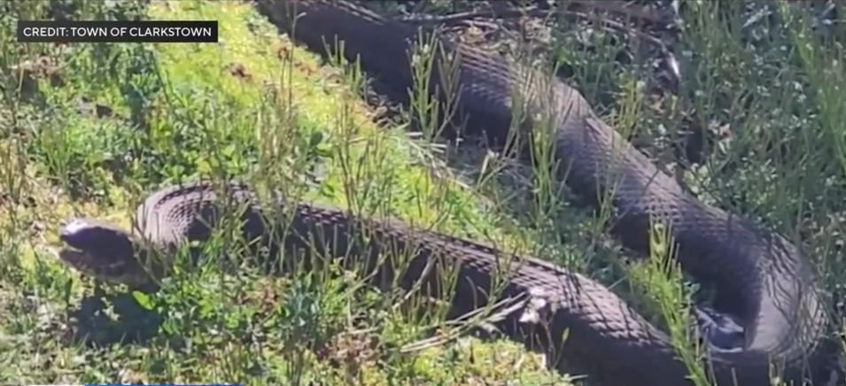 <i>TOWN OF CLARKSTOWN/WCBS via CNN Newsource</i><br/>A large snake has been spotted in a Rockland County lake and it is getting lots of attention from residents.