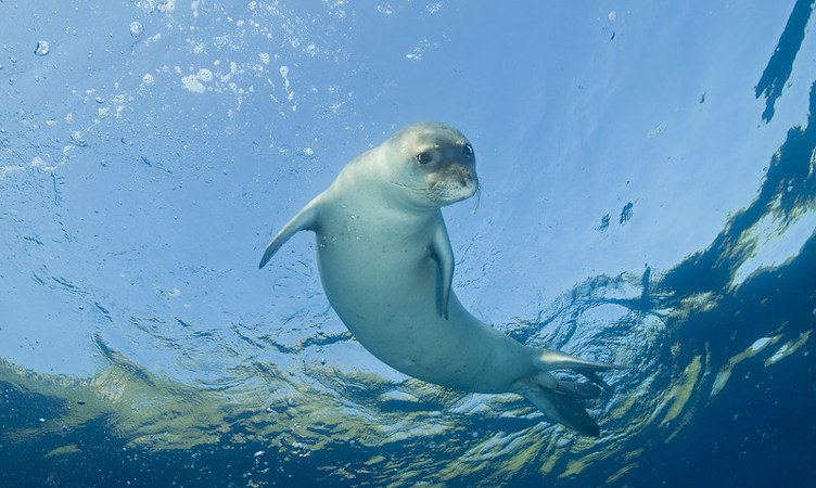 Diving picture of Mediterranean monk seal, Gokova Bay, Turkey.