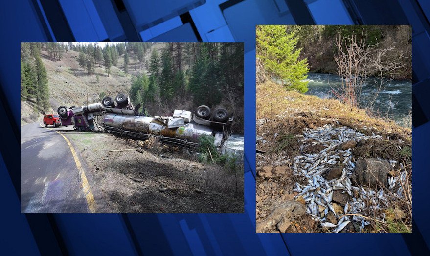 Thousands of spring Chinook smolts were killed in Friday tanker truck crash, but many more fish did end up in the Imnaha River, ODFW says