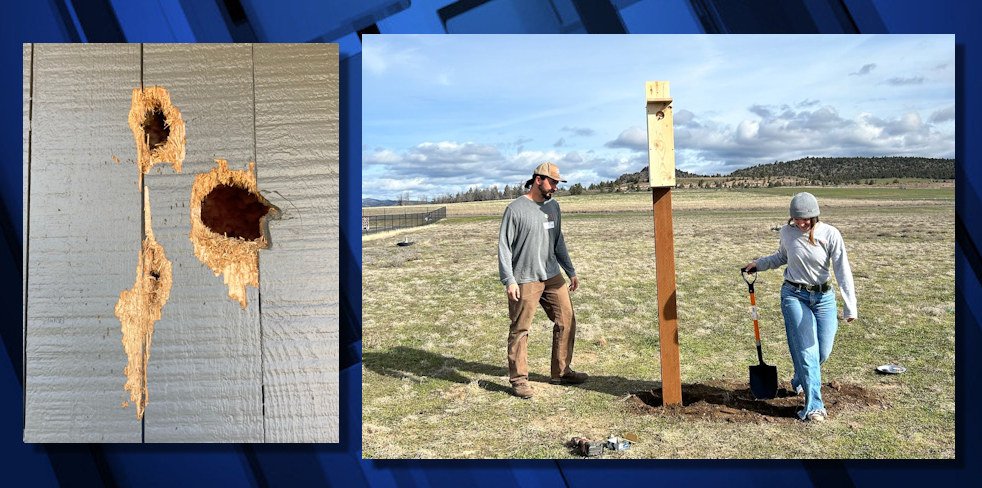 Northern flickers can leave behind plenty of damage and trouble; a nest box is installed at Prineville's Barnes Butte Elementary School