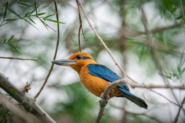 One of three critically endangered sihek kingfishers in the Vollum Aviary at the Oregon Zoo.