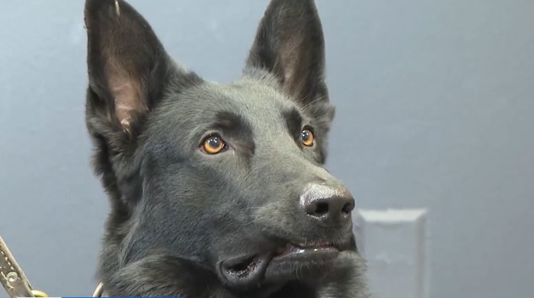 <i>KTVT via CNN Newsource</i><br/>Rock was once a shelter dog but has become a Fort Worth police K-9 officer.
