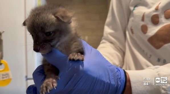 <i>KNXV via CNN Newsource</i><br/>A case of mistaken identity now has two grey fox kits residing at the Southwest Wildlife Conservation Center until they are old enough to be released back into the wild.