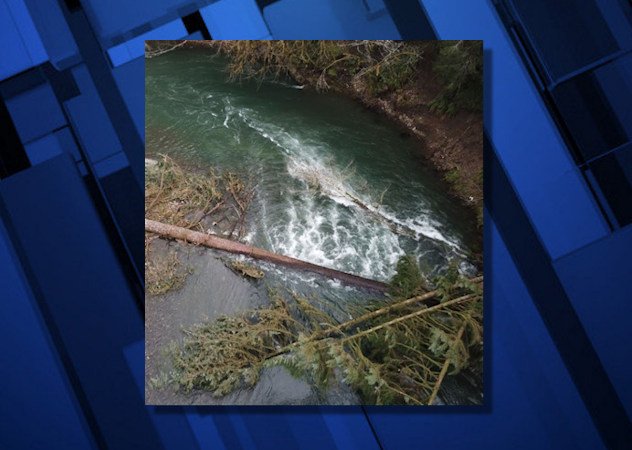 Obstructions on the Siletz River include several downed trees at a bend in the river.