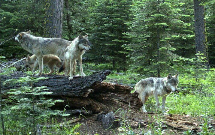 Frazier Mtn Pack wolves (including a pup born in 2023) caught on a trail camera in June 2023 near their den on private lands in Union County.