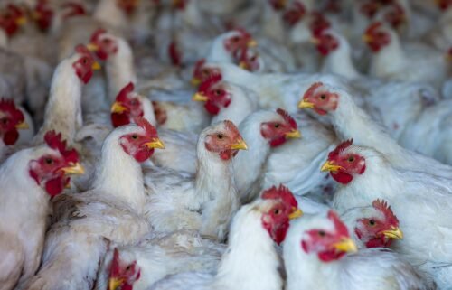 The H5N1 avian flu virus has been causing outbreaks among poultry in the United States