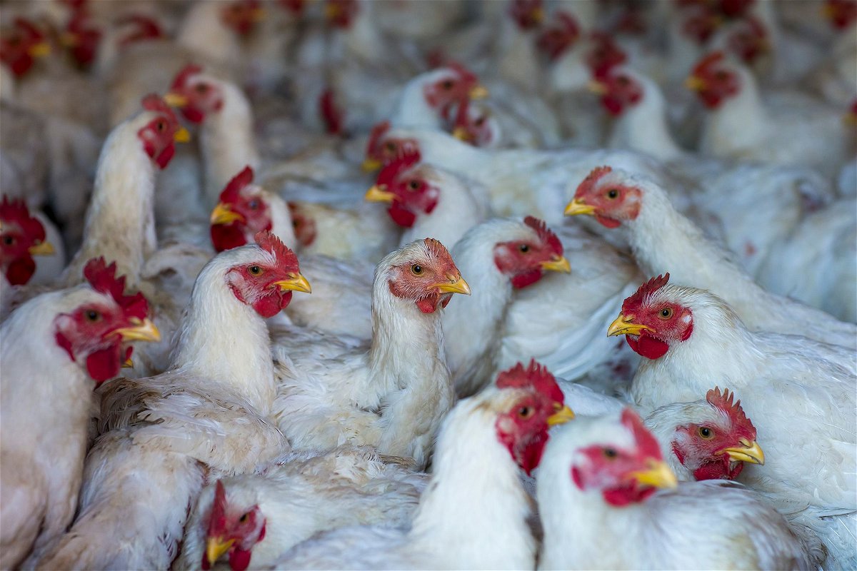 <i>Mike Roemer/Cavan Images RF/Getty Images via CNN Newsource</i><br/>The H5N1 avian flu virus has been causing outbreaks among poultry in the United States