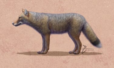 An artist’s reconstruction depicts the extinct fox species Dusicyon avus