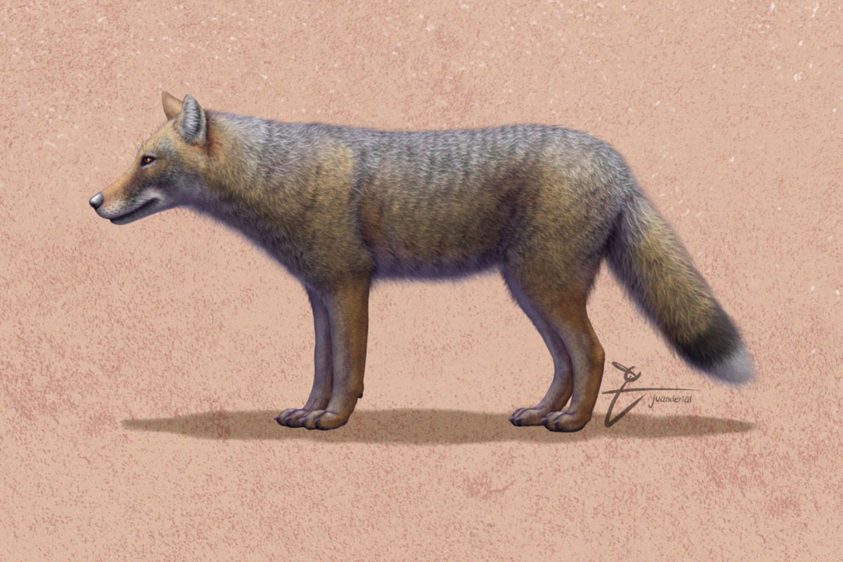 <i>Juandertal via CNN Newsource</i><br/>An artist’s reconstruction depicts the extinct fox species Dusicyon avus
