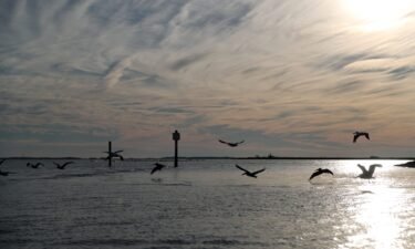 Pelicans fly across the water near Tybee Island