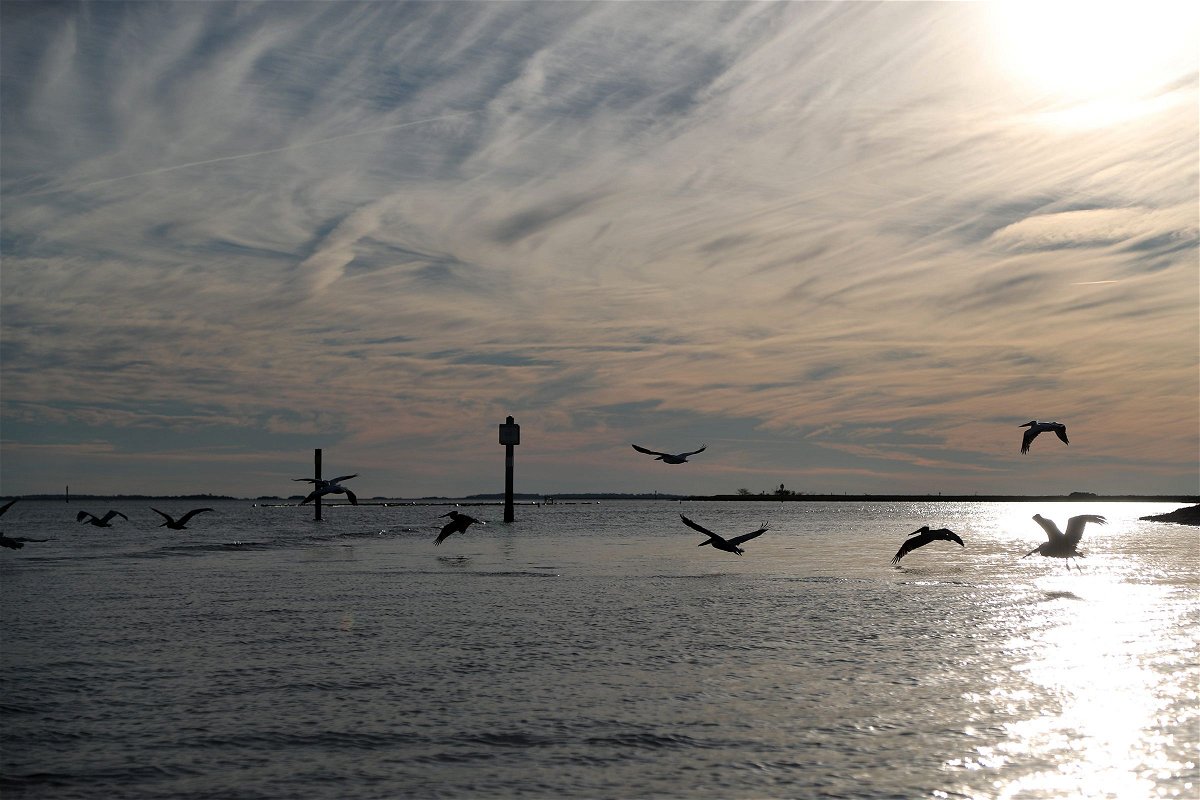 <i>Richard Burkhart/Savannah Morning News/USA Today Network via CNN Newsource</i><br/>Pelicans fly across the water near Tybee Island