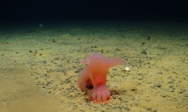 A transparent deep-sea creature called a unicumber.