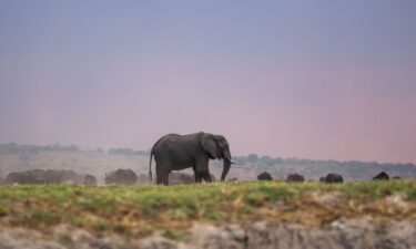 An elephant is seen at the Chobe National Park in Kalahari desert at Kasane