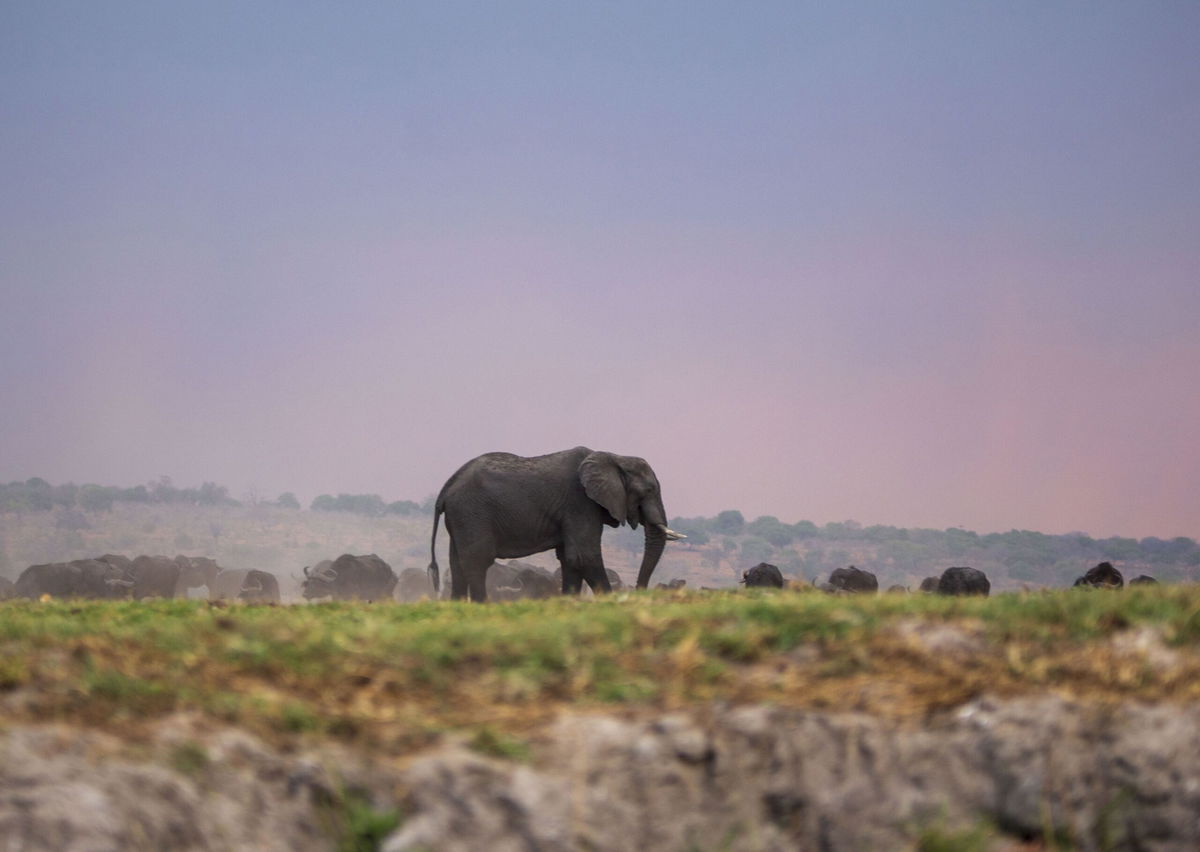 <i>Murat Ozgur Guvendik/Anadolu/Getty Images via CNN Newsource</i><br/>An elephant is seen at the Chobe National Park in Kalahari desert at Kasane