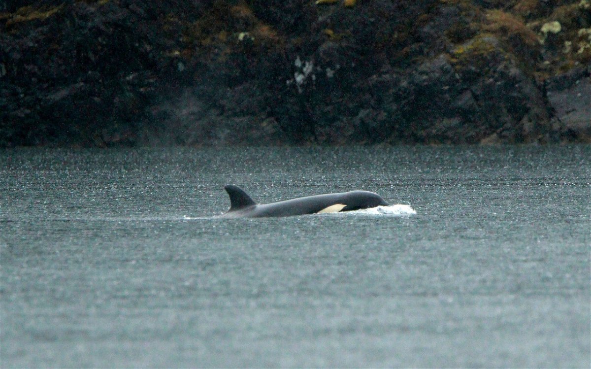 An orphaned orca calf is shown in a lagoon near Zeballos