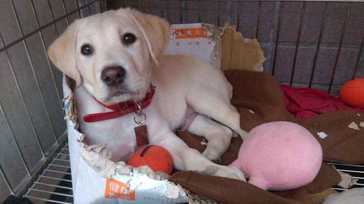 <i>Kaohsiung Fire Department via CNN Newsource</i><br/>Roger plays with his toy on the lawn.