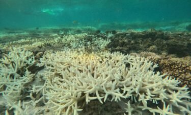 Coral bleaching in the lagoon of the Great Barrier Reef's Lady Elliot Island