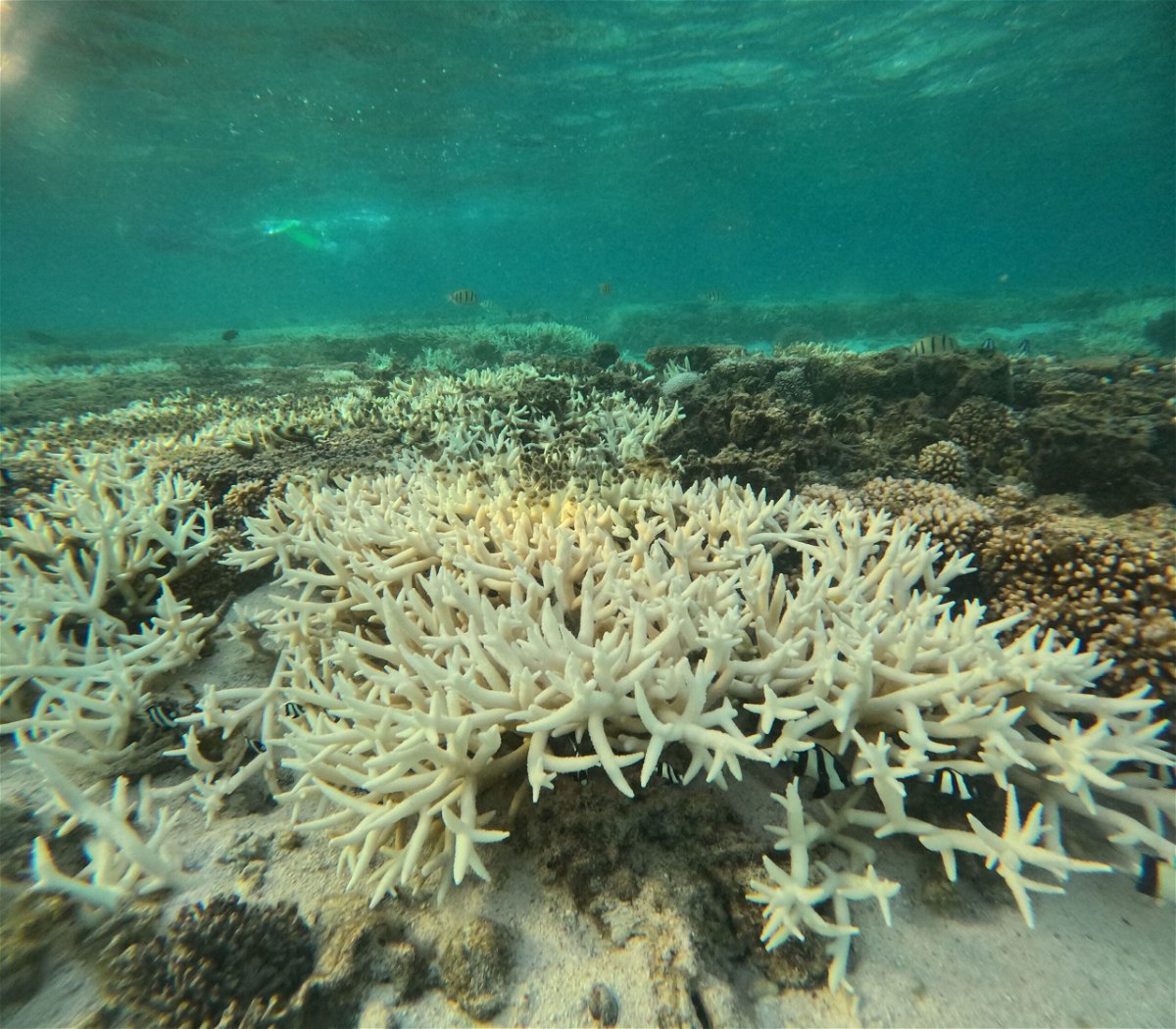 <i>Bex Wright/CNN via CNN Newsource</i><br/>Coral bleaching in the lagoon of the Great Barrier Reef's Lady Elliot Island