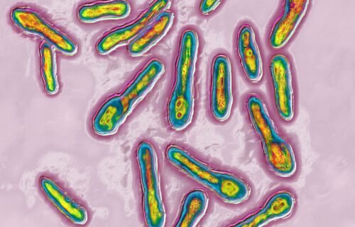 An image produced using optical microscopy shows Clostridium botulinum