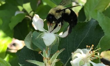A common eastern bumblebee queen is pictured on an apple blossom.