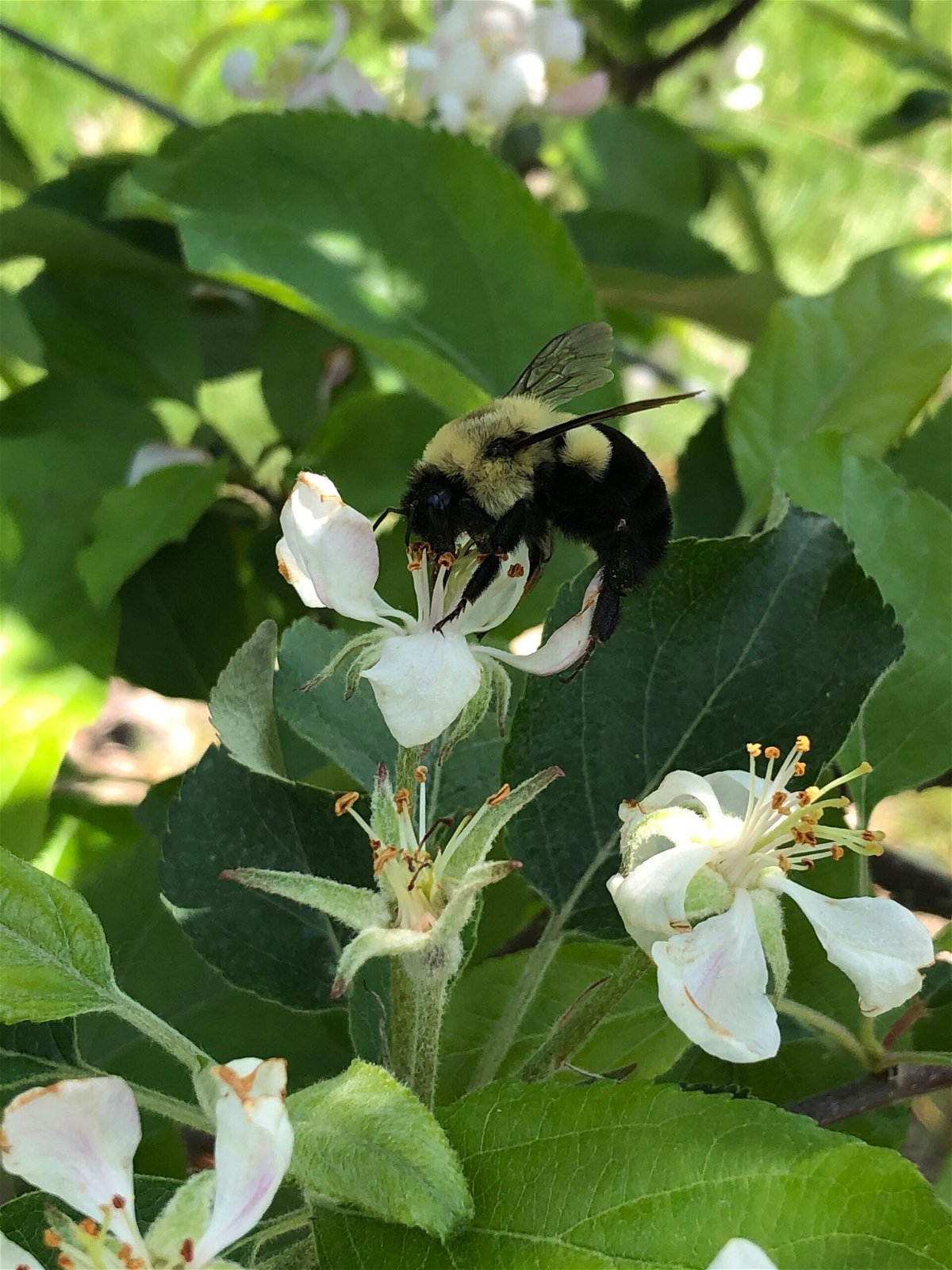 <i>Nigel Raine via CNN Newsource</i><br/>A common eastern bumblebee queen is pictured on an apple blossom.