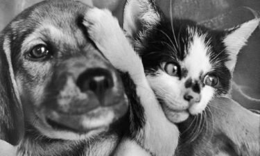 A puppy and kitten wait for adoption in the Methuen Animal Farm of the Massachusetts Society for the Prevention of Cruelty in 1970.