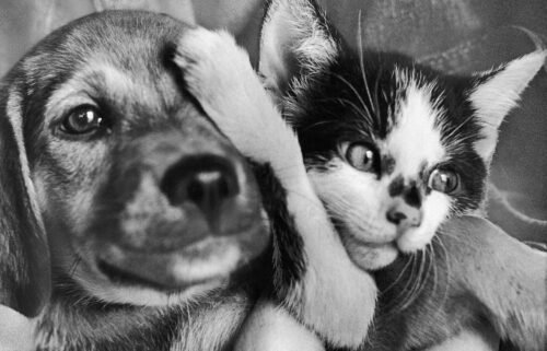 A puppy and kitten wait for adoption in the Methuen Animal Farm of the Massachusetts Society for the Prevention of Cruelty in 1970.