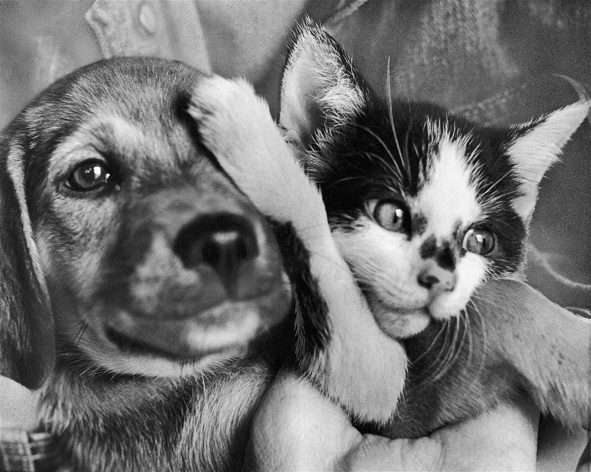 <i>AP via CNN Newsource</i><br/>A puppy and kitten wait for adoption in the Methuen Animal Farm of the Massachusetts Society for the Prevention of Cruelty in 1970.