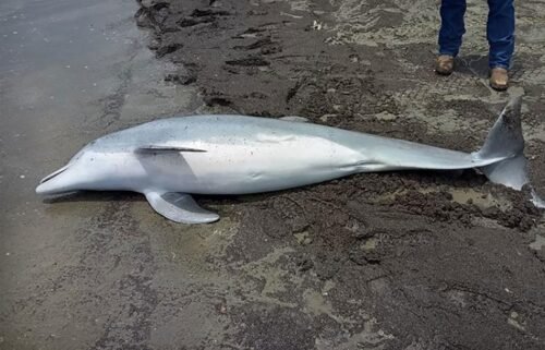Multiple bullets were found lodged in the dolphin’s carcass.