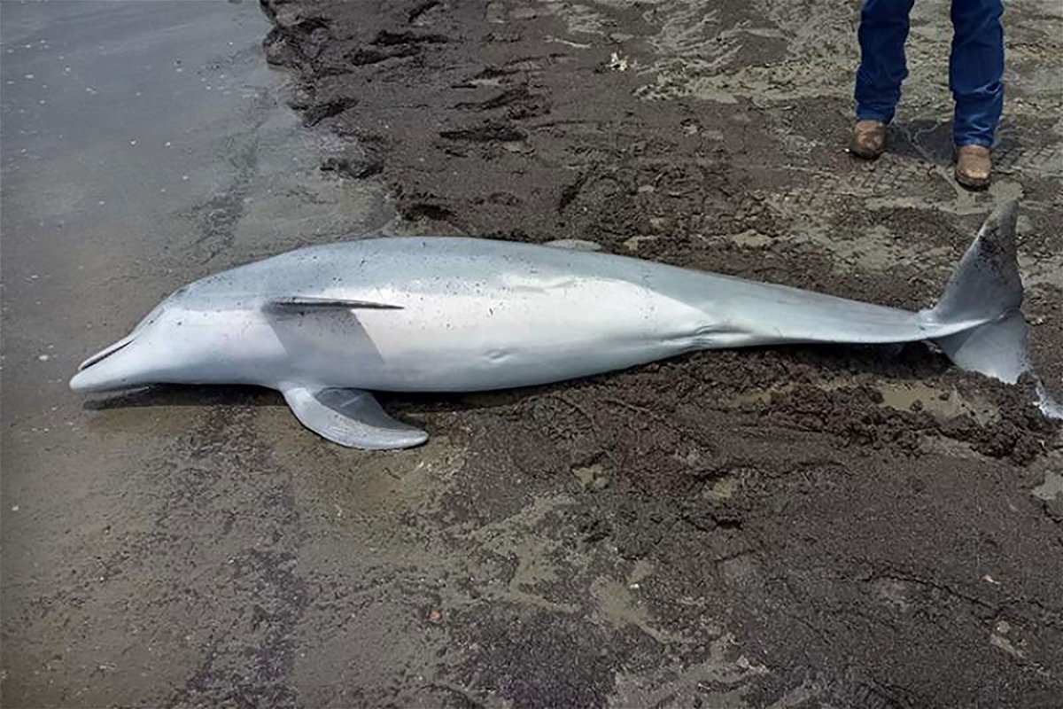 <i>Audubon Aquarium Rescue/NOAA via CNN Newsource</i><br/>Multiple bullets were found lodged in the dolphin’s carcass.