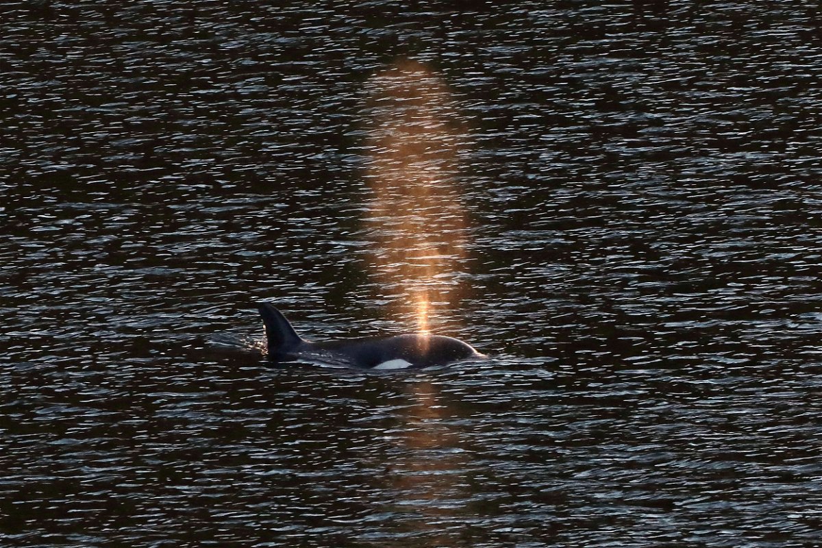 A two-year-old female orca calf swims in Little Espinosa Inlet near Zeballos