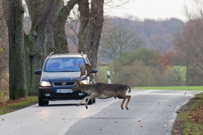 A fallow deer buck darts across the road right in front of car during the rut in autumn. Fallow deer are native to Asia but are common in Britain and elsewhere in Europe. The bucks sport broad, flat antlers.