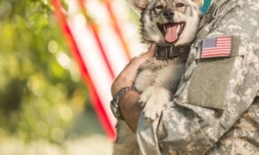 Military service members can now get reimbursed for pet-related moving expenses. Here's the safest way to fly with animals.
