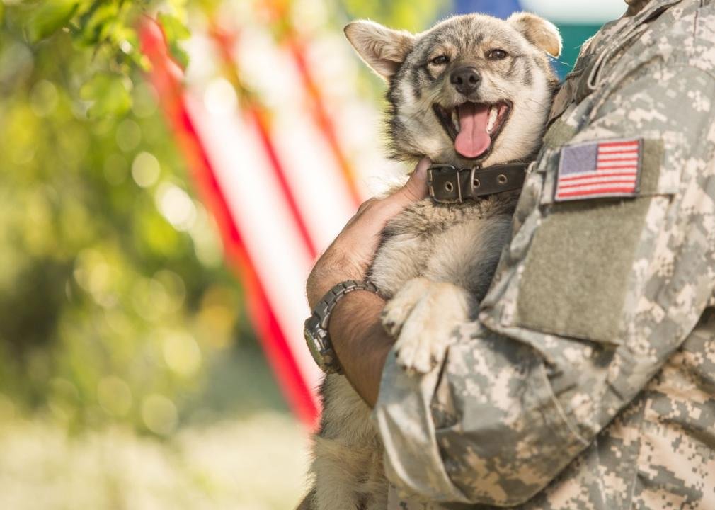 Military service members can now get reimbursed for pet-related moving expenses. Here's the safest way to fly with animals.