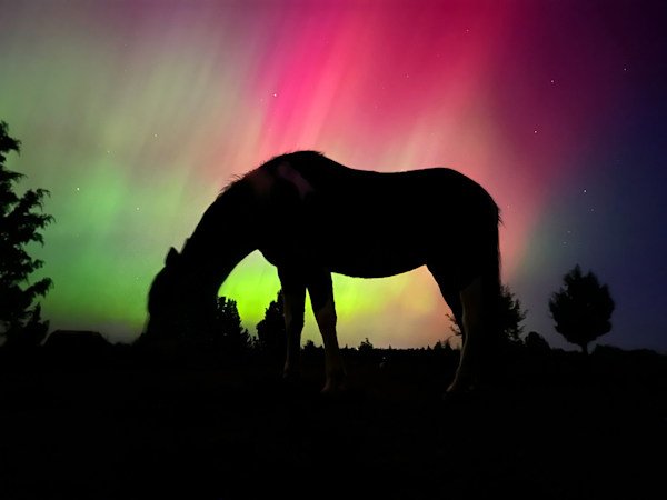 Aurora Horse Brinna Pinkerton 2