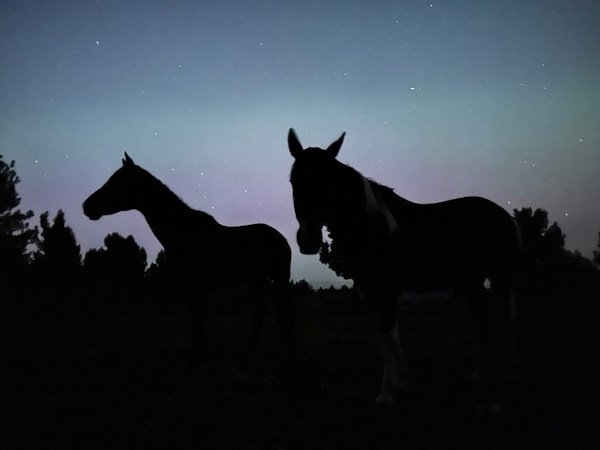 Aurora horses Tumalo-Sisters Brinna Pinkerton 5-10