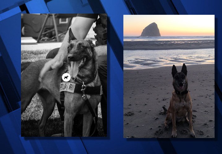 Bend Police K-9 Zoey was a drug-detection dog, and enjoyed retirement with his handler's family