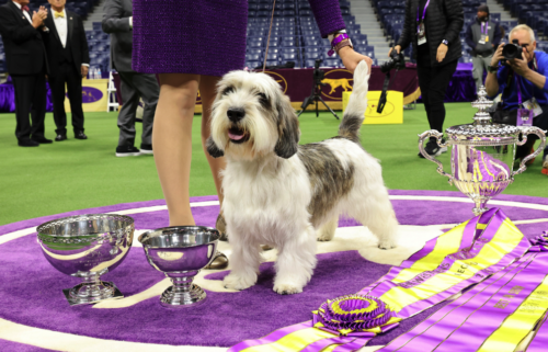 What makes a Westminster Best in Show winner