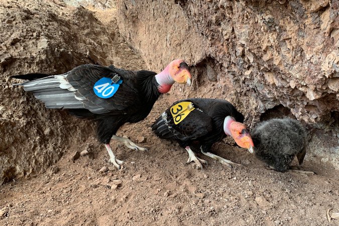 California condor No. 340, aka Kun-Wac-Shun — who hatched at the Oregon Zoo’s Jonsson Center for Wildlife Conservation in 2004 — perches with his mate, condor No. 236, and their chick in a nest at Pinnacles National Park, in 2020. 