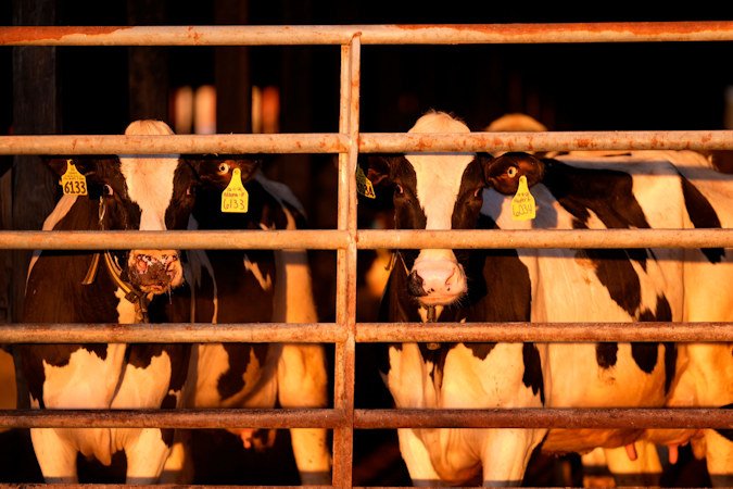 Dairy cows seen here on April 1, in Clinton, Maine as federal health and agriculture officials pledged new spending and other efforts on May 10, to help track and contain an outbreak of bird flu in the nation's dairy cows that has spread to more than 40 herds in nine states.