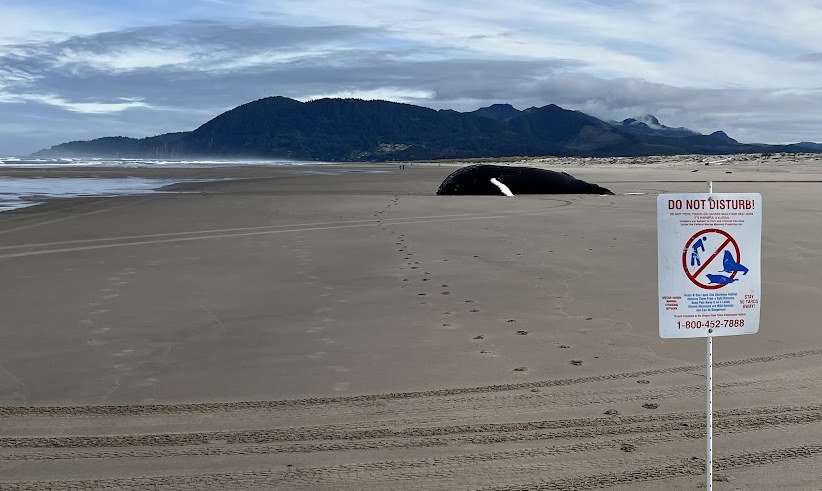  A deceased humpback whale resting on the wet sand. A sign in the foreground reads 