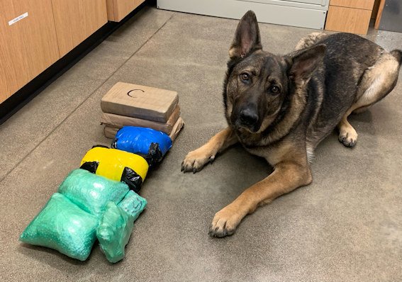 K-9 poses with drugs seized in stop on Interstate 5 in Douglas County.