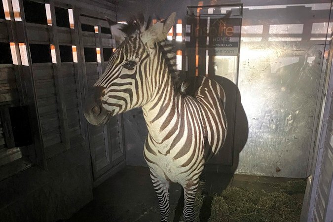 This photo provided by the Regional Animal Services of King County shows the zebra Shug in a trailer after it was captured Friday in Riverbend, Wash., about 30 miles east of Seattle. The zebra was one of four that escaped as they were being transported from Washington to Montana last Sunday. 