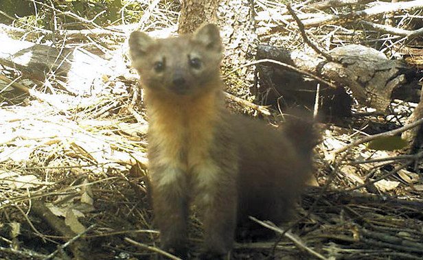 Pacific marten, also known as the coastal or Humboldt marten