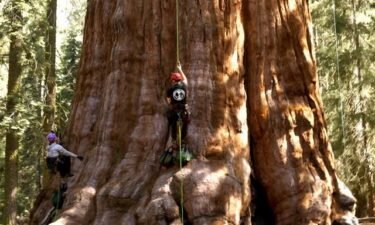 Researchers based out of Northern California became the first people to climb one of the world's most famous trees.