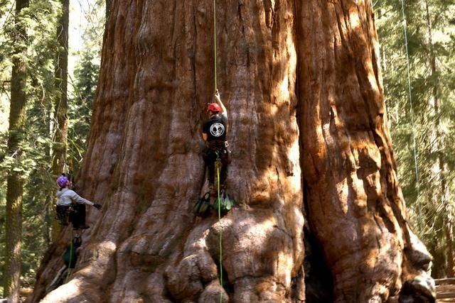 <i>KCBS/KCAL via CNN Newsource</i><br/>Researchers based out of Northern California became the first people to climb one of the world's most famous trees.