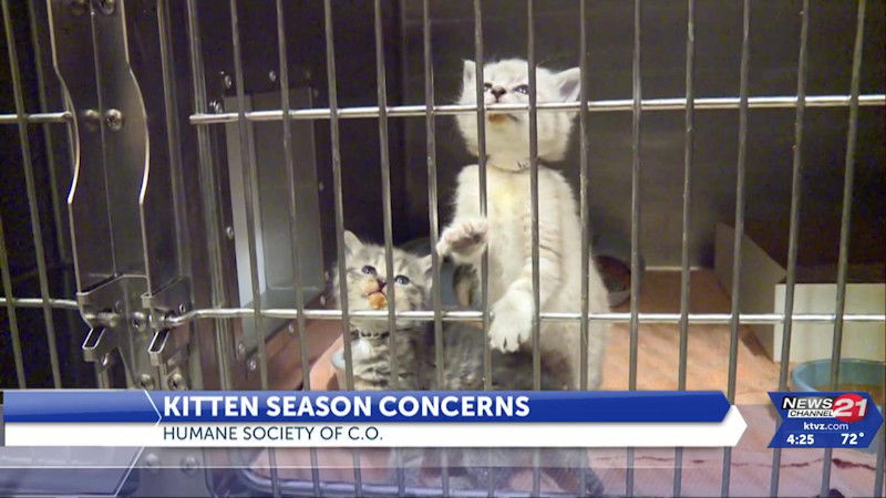 Spring brings kitten season concerns as shelters fill up; Humane ...